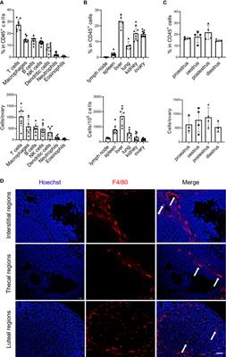 Two distinct resident macrophage populations coexist in the ovary